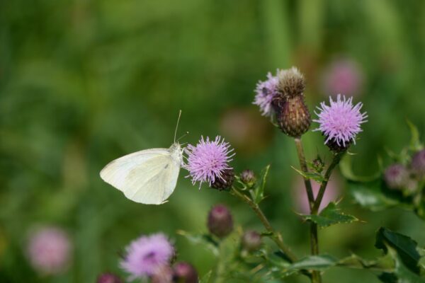 Witje op distel