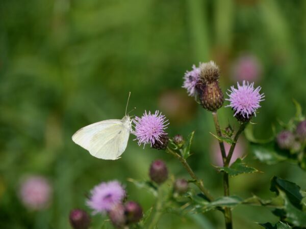 Witje op distel
